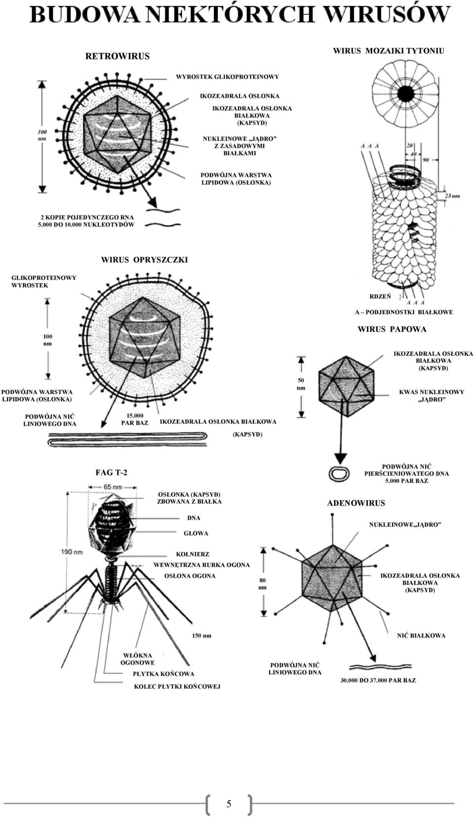 000 NUKLEOTYDÓW WIRUS OPRYSZCZKI GLIKOPROTEINOWY WYROSTEK RDZEŃ 100 nm PODWÓJNA WARSTWA LIPIDOWA (OSŁONKA) 50 nm A PODJEDNOSTKI BIAŁKOWE WIRUS PAPOWA IKOZEADRALA OSŁONKA BIAŁKOWA (KAPSYD) KWAS