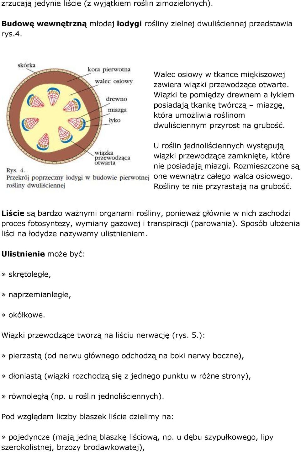 U roślin jednoliściennych występują wiązki przewodzące zamknięte, które nie posiadają miazgi. Rozmieszczone są one wewnątrz całego walca osiowego. Rośliny te nie przyrastają na grubość.