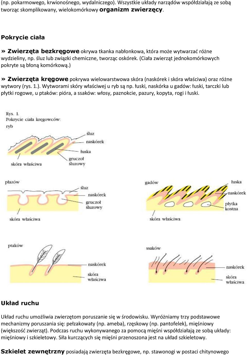 (Ciała zwierząt jednokomórkowych pokryte są błoną komórkową.)» Zwierzęta kręgowe pokrywa wielowarstwowa skóra (naskórek i skóra właściwa) oraz różne wytwory (rys. 1.). Wytworami skóry właściwej u ryb są np.