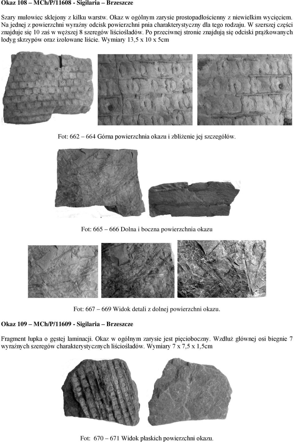 Po przeciwnej stronie znajdują się odciski prążkowanych łodyg skrzypów oraz izolowane liście. Wymiary 13,5 x 10 x 5cm Fot: 662 664 Górna powierzchnia okazu i zbliżenie jej szczegółów.