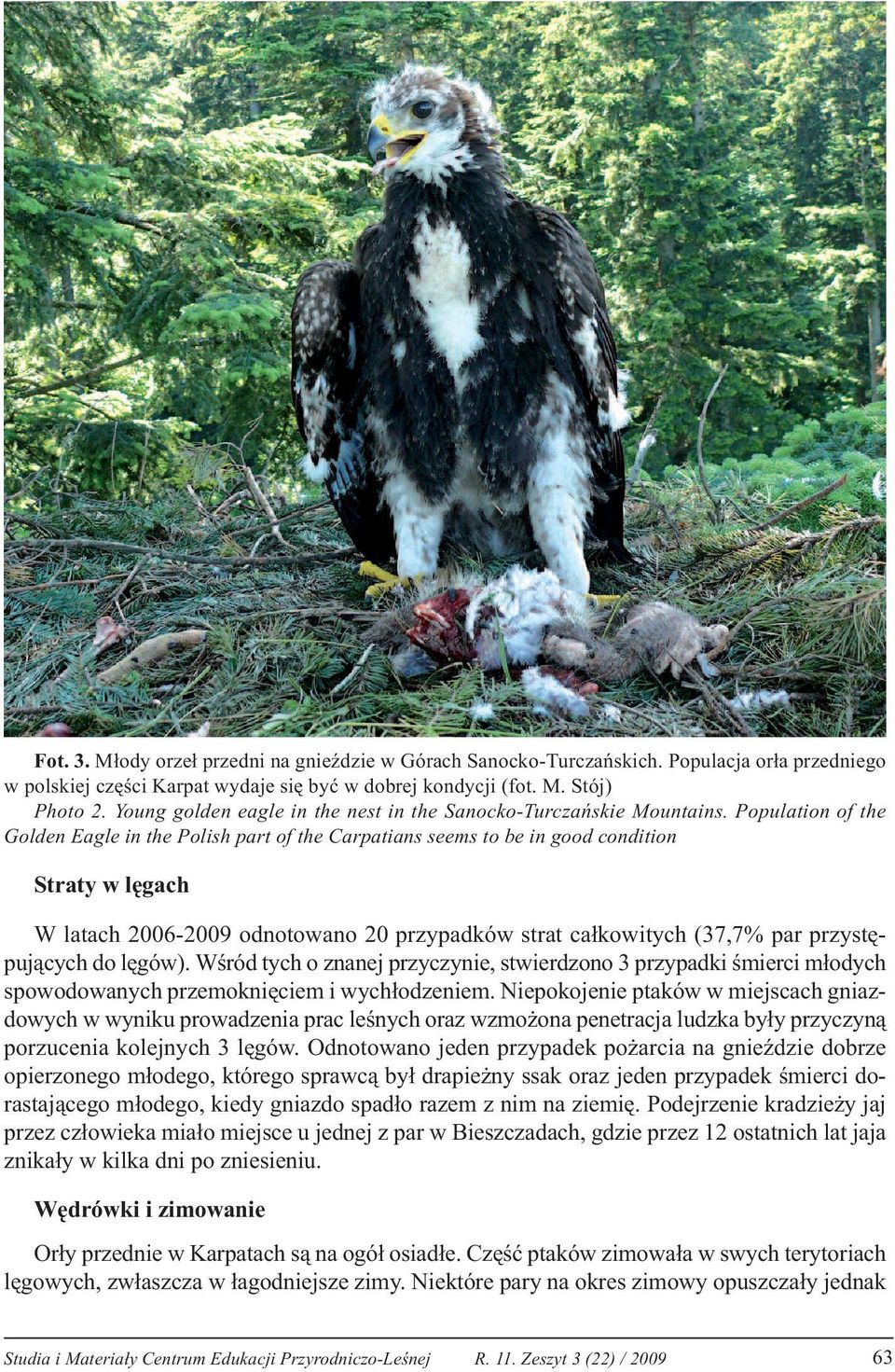 Population of the Golden Eagle in the Polish part of the Carpatians seems to be in good condition Straty w lęgach W latach 2006-2009 odnotowano 20 przypadków strat całkowitych (37,7% par