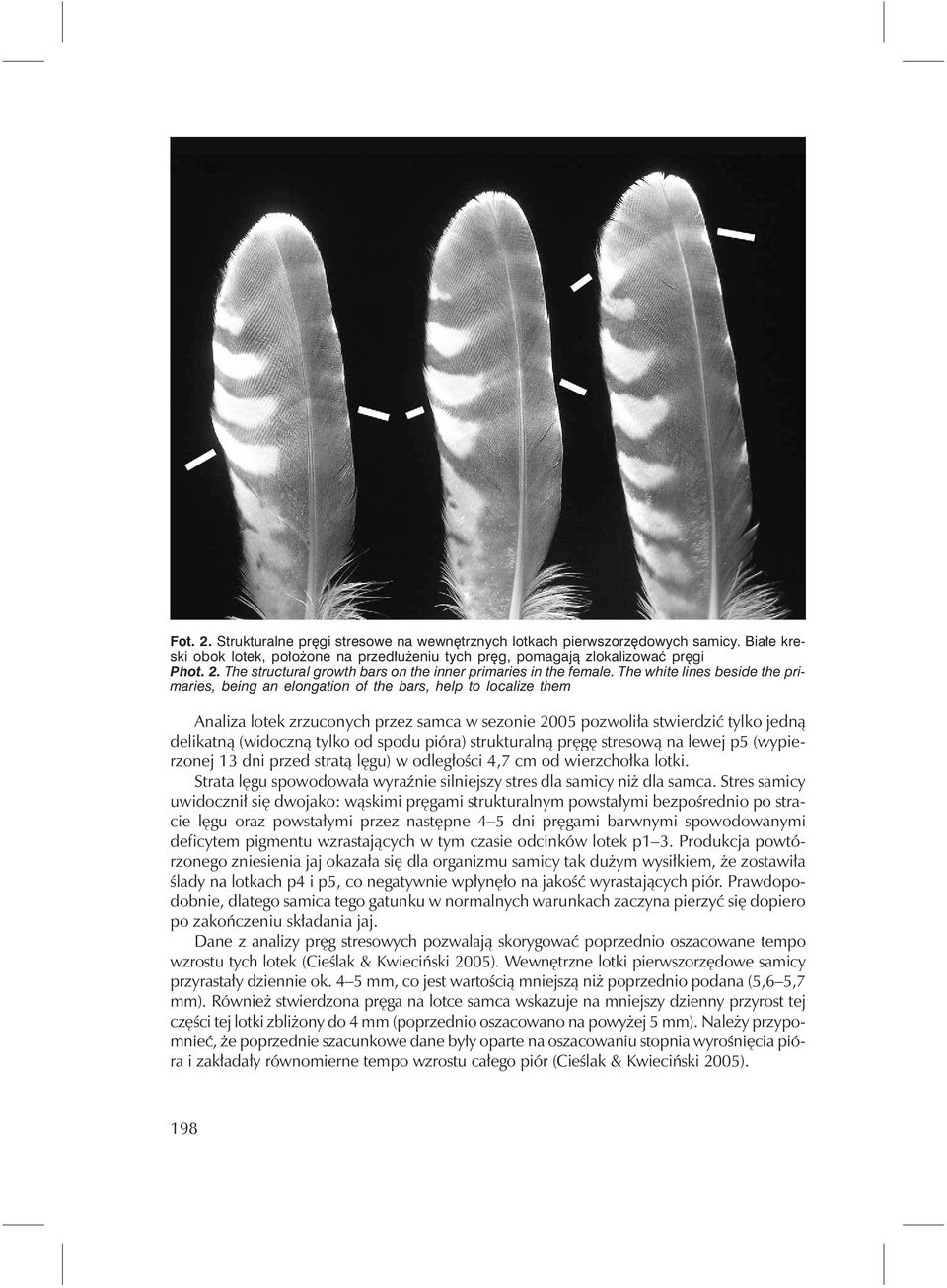 tylko od spodu pióra) strukturalną pręgę stresową na lewej p5 (wypierzonej 13 dni przed stratą lęgu) w odległości 4,7 cm od wierzchołka lotki.