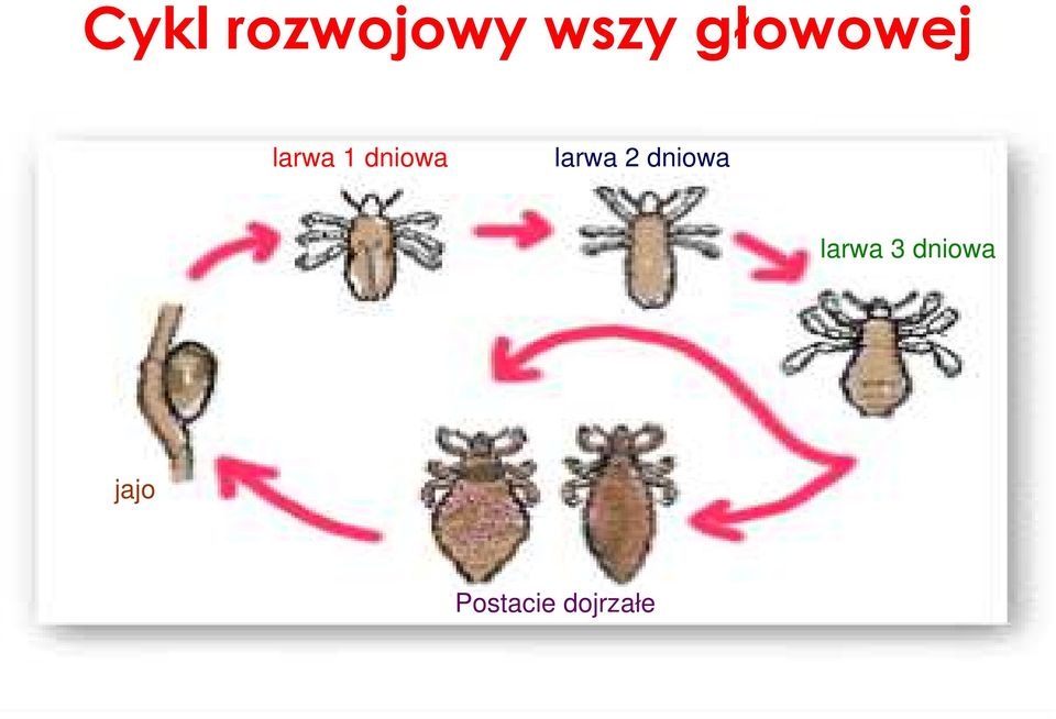 larwa 2 dniowa larwa 3