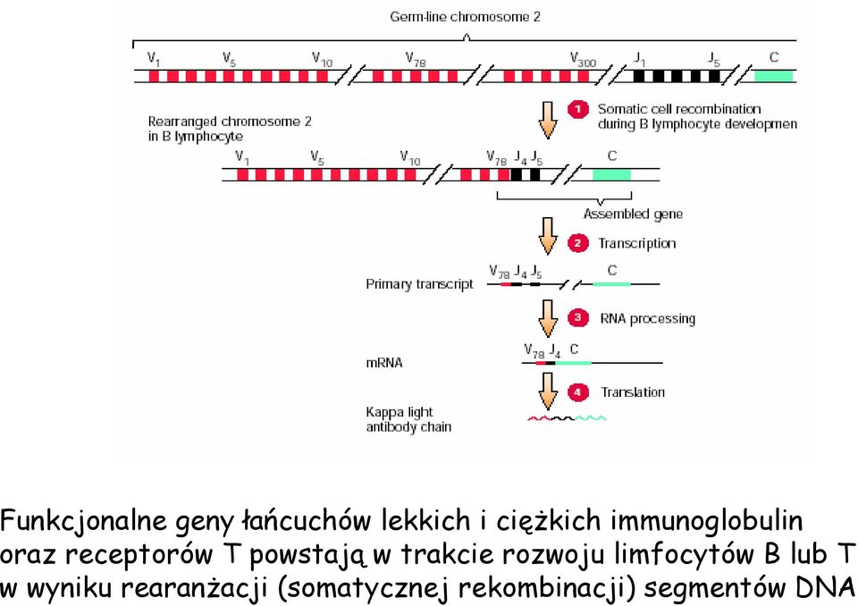 trakcie rozwoju limfocytów B lub T w wyniku