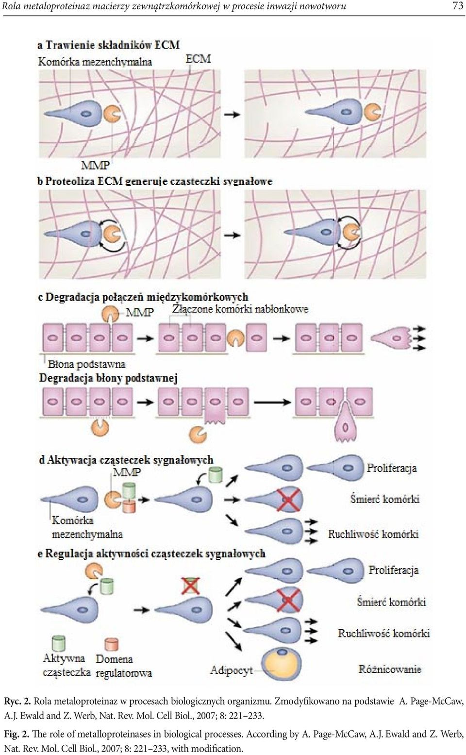 Ewald and Z. Werb, Nat. Rev. Mol. Cell Biol., 2007; 8: 221 233. Fig. 2. The role of metalloproteinases in biological processes.