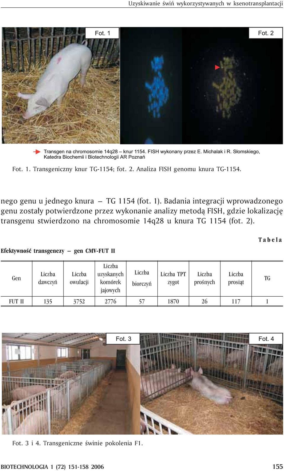 Badania integracji wprowadzonego genu zosta³y potwierdzone przez wykonanie analizy metod¹ FISH, gdzie lokalizacjê transgenu stwierdzono na chromosomie