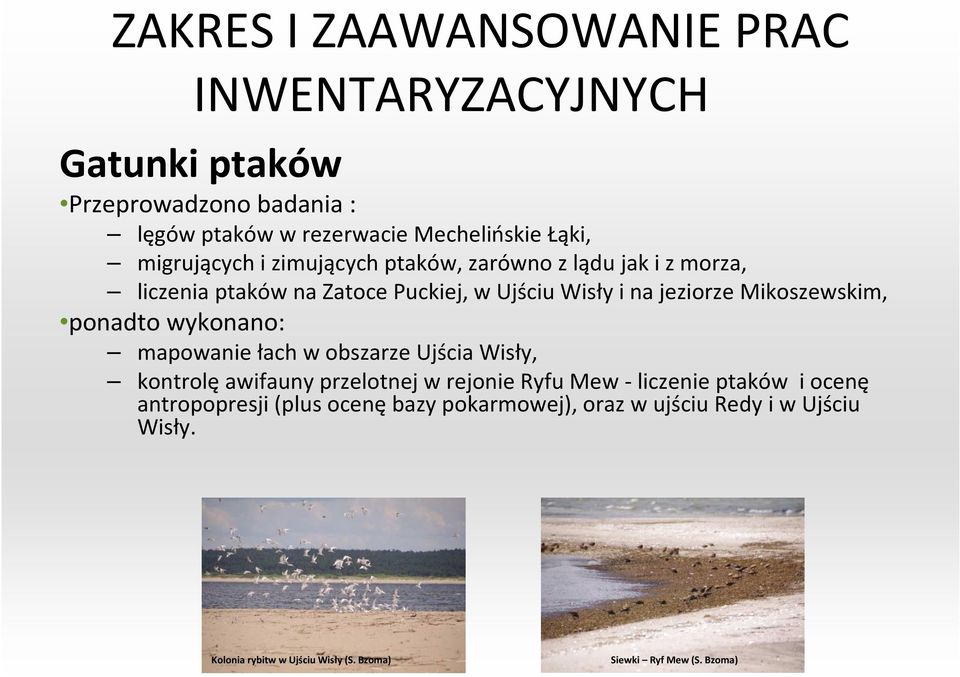 Mikoszewskim, ponadto wykonano: mapowanie łach w obszarze Ujścia Wisły, kontrolę awifauny przelotnej w rejonie Ryfu Mew - liczenie ptaków