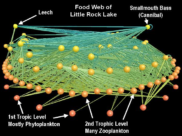 Sieci zależności pokarmowych (food webs) Węzły: gatunki Połączenia: relacje
