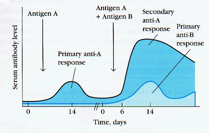 Pierwotna i wtórna odpowiedź immunologiczna Ab