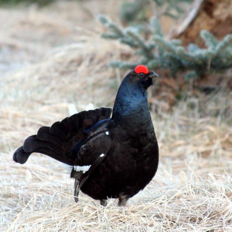 Rząd: Galliformes Kuraki (Grzebiące) Rodzina: Tetraonidae Głuszcowate Gatunek: Tetrao tetrix (dawniej Lyrurus tetrix) cietrzew Podgatunek T.