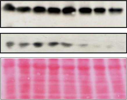 Katedra Cytobiochemii dr hab. Magdalena Bryś dr hab.