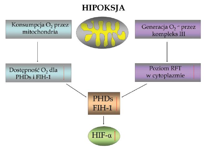 REAKTYWNE FORMY TLENU vs HIF-1 Hipoteza redystrybucji tlenu Hipoteza reaktywnych form tlenu (RFT) zakłada, iż mitochondrialna oksydaza cytochromowa mająca większe powinowactwo do tlenu niż do PHDs i
