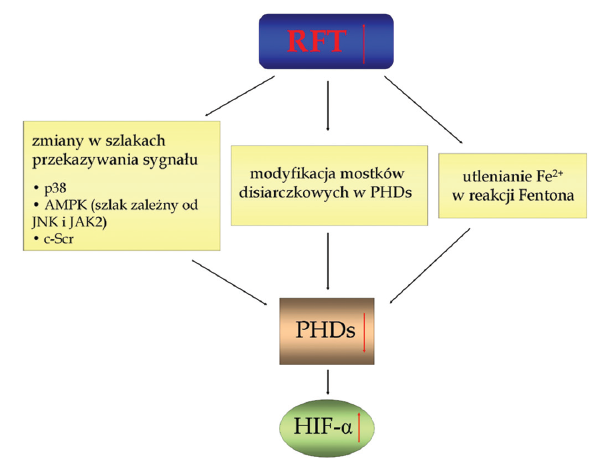 HIPOTEZA REAKTYWNYCH FORMY TLENU ROS mogą hamować aktywność PHDs na kilka sposobów: mogą wpływać na szlaki przekazywania sygnału prowadząc do potranslacyjnych
