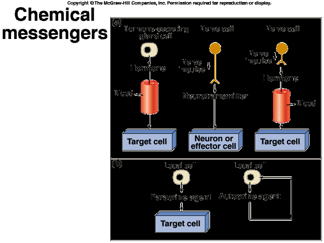 CHEMICZNE PRZEKAŹNIKI INFORMACJI krew komórka gruczołowa hormon impuls nerwowy neuron neurotransmiter impuls nerwowy neuron