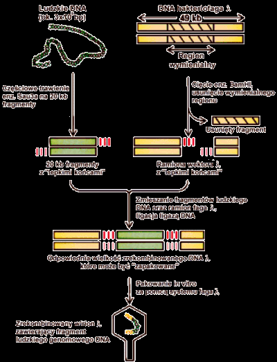 Schemat klonowania