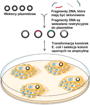 Fragment DNA (np. pojedynczy gen) można trwale wprowadzić do komórek gospodarza (tzn. zmusić go do powielania w tym gospodarzu) tylko wtedy, gdy zostanie on wbudowany tj.