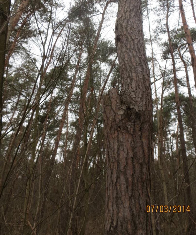 EKSPERTYZA DENDROLOGICZNA 8 Wnioski 1. Wszystkie drzewa objęte projektem parku linowego mają naturalny pokrój pnia i korony charakterystyczny dla I piętra sosnowego drzewostanu leśnego w wieku pow.