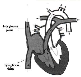 2 pkt podanie czterech poprawnych ocen 1 pkt podanie dwóch poprawnych ocen 0 pkt podanie tylko jednej poprawnej oceny lub brak odpowiedzi 30. 30.1. 1 pkt poprawne zaznaczenie i podpisanie obu naczyń 0 pkt - niepoprawne zaznaczenie i podpisanie obu naczyń lub brak odpowiedzi 30.