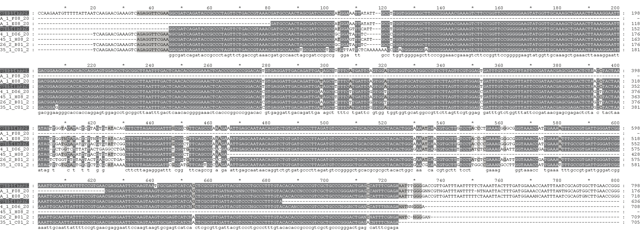 Charakterystyka morfometryczna i genetyczna polskich populacji Meloidogyne hapla... 129 Nazwy sekwencji pobranych z u zaznaczono kolorem szarym Names of sequences derived from were coloured grey Rys.