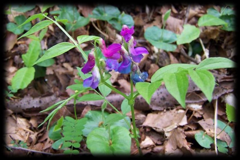 Dolna - Pogorzyce PRZYSTANEK 4: Wzgórze Grodzisko Wielkie Kwiaty zapylane są przez trzmiele, gdyż tylko one dostać się mogą do nektaru.