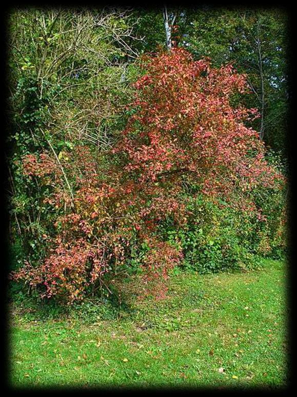 Pogorzyce - Wzgórze Grodzisko Wielkie Płaza Dolna - przystanek 1 Trzmielina rodzaj krzewu z rodziny dławiszowatych. Niektóre gatunki są uprawiane dla nasion bogatych w substancje odżywcze.