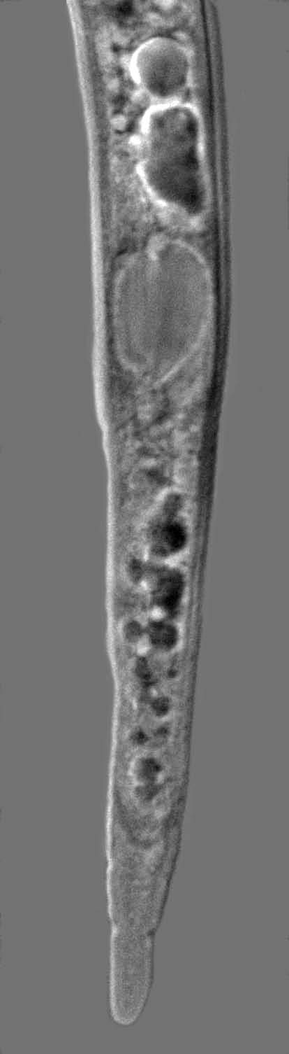 Instrukcja rozpoznawania gatunków z rodzaju Meloidogyne 13 (a) (b) Fot. 5. Meloidogyne duytsi. Osobnik młodociany stadium J 2 głowa (a) i ogon (b). Skala = 10 µm Meloidogyne fallax (Fot.