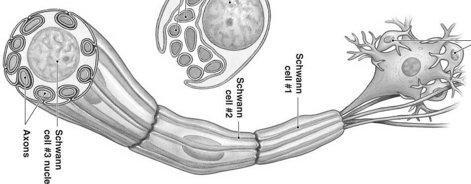 Astrocyty ich wypustki tworzą mankiety otaczające komórki nerwowe, ich wypustki i naczynia krwionośne wspomagają metabolicznie komórki nerwowe w miejscach uszkodzenia tkanki nerwowej namnażają się i