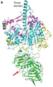 Inne przykłady rybonukleaz zależnych od czujnika 5 RNaza J1 Bacillus subtilis i Archaea (patrz powyżej) RNaza Y Bacillus subtilis analiza PAGE Shahbabian et al.