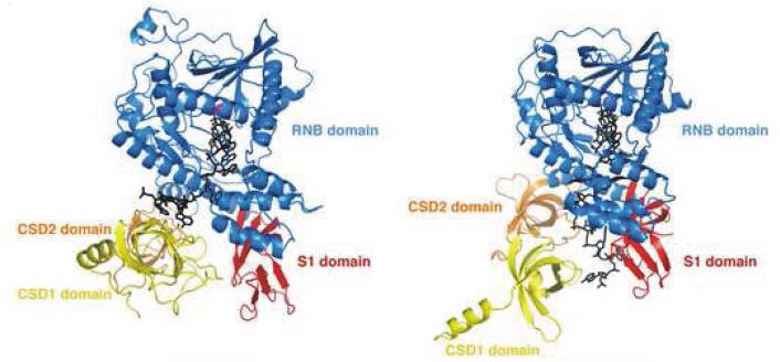 Podłoże różnic we właściwościach biochemicznych Dis3p i RNazy II tkwi w różnym usytuowaniu przestrzennym domen wiążących RNA O tym, jak ważne jest zestawianie