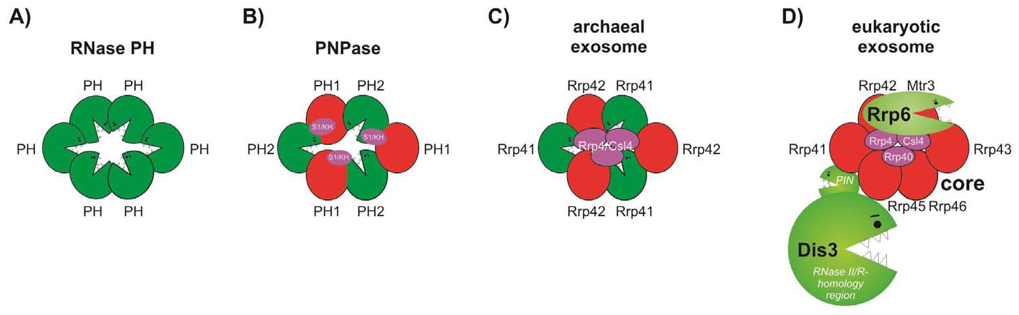 Nukleazy zawierające domeny RNazy PH uczestniczą w metabolizmie RNA w komórkach organizmów reprezentujących