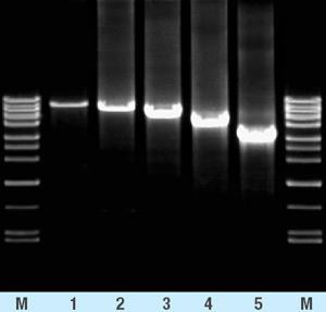 Long PCR Enzyme Mix Mieszanki różnych polimeraz, np.