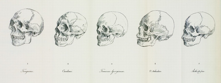 Johann Friedrich Blumenbach 1775 - De generis humani varietate nativa 5 ras kaukaska mongolska malajska etiopska