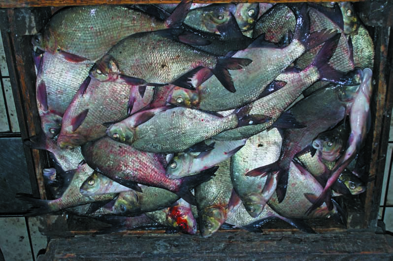 gospodarczych, mikro- i makroekonomicznych, klimatycznych i innych, a nie tylko zasobów ryb wielkoœci handlowej. Tzw.