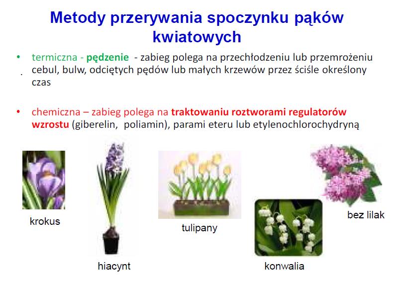 Agrotechniczne metody przerywania spoczynku pąków