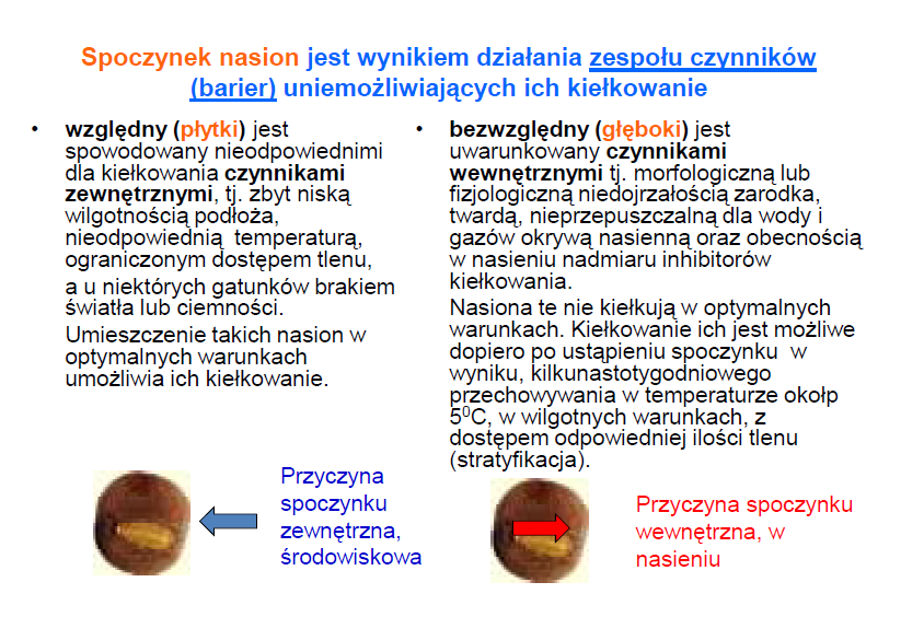 Spoczynek nasion Za http://e.