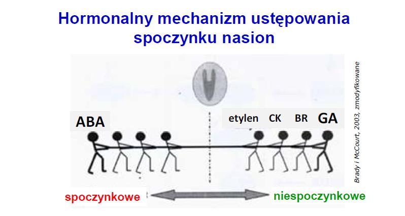 Spoczynek głęboki nasion, podobnie jak spoczynek pąków drzew i innych organów, spowodowany jest odpowiednim bilansem hormonalnym, tj.