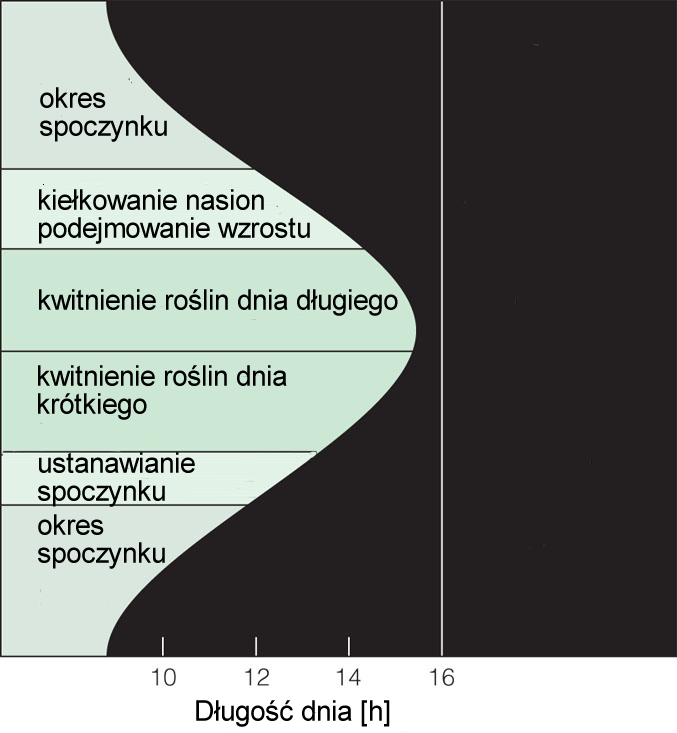 Fotoperiod w rocznym cyklu uprawy roślin Reakcje fotoperiodyczne Styczeń Luty