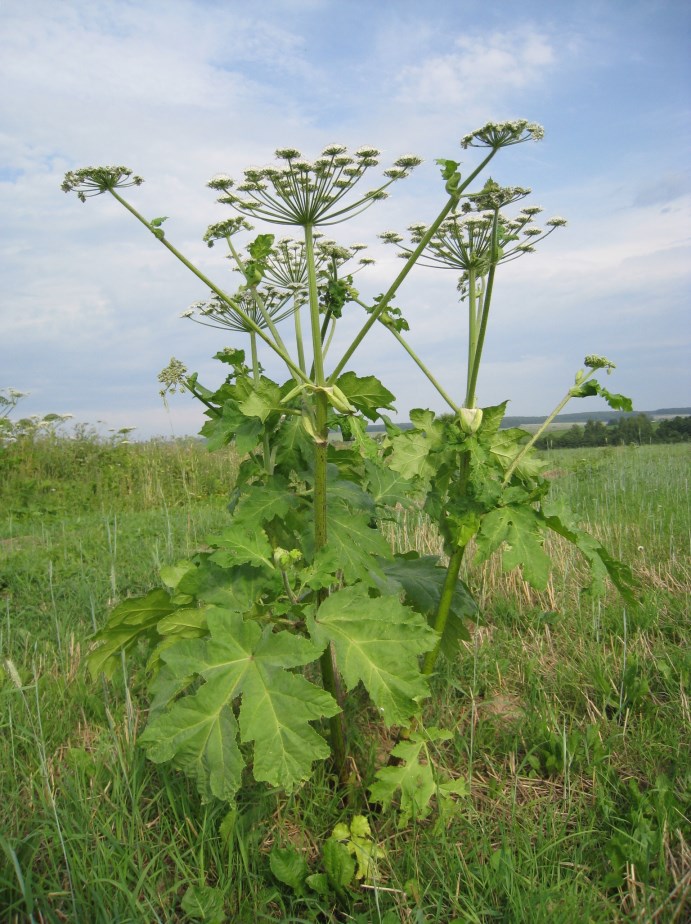 3. Charakterystyka barszczu Sosnowskiego Barszcz Sosnowskiego (Heracleum sosnowskyi), fot.