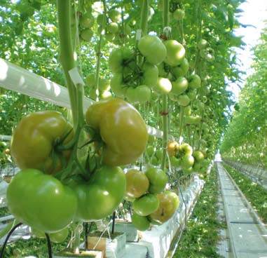 Gerd van Megen (RZ) w uprawie 72-519 RZ 72-519 RZ nowoczesny pomidor w nowoczesnej szklarni W minionym sezonie sprawdzaliśmy jakość nowej odmiany pomidora mięsistego 72-519 RZ.