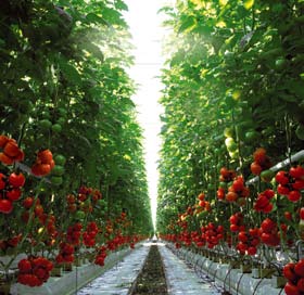 Pomidory średnioowocowe na grona i pojedyncze owoce Cedrico RZ Owoce około 120 gramów, kuliste, bardzo wyrównane w gronach i pomiędzy gronami. Roślina o otwartym pokroju.