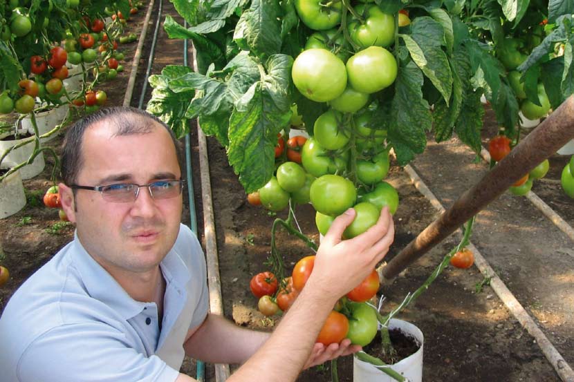 Pomidor do tradycyjnych upraw w tunelach 72-608 RZ pomidor do upraw tradycyjnych w ogrzewanych szklarniach i wyższych tunelach foliowych Wzrost zainteresowania na rynku polskim odmianami mięsistymi