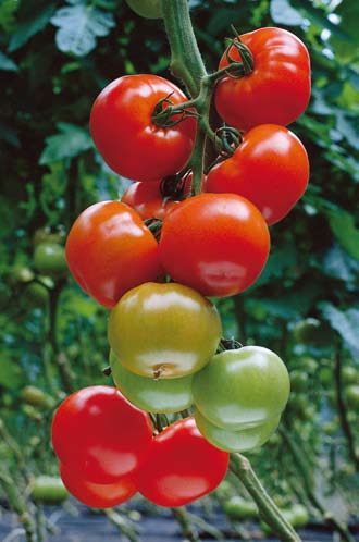 Tabele odporności Pomidory ToMV - Tomato Mosaic Virus - Wirus mozaiki tytoniu (rasy 0, 1, 2) Cf - Cladosporium fulvum - Brunatna plamistość liści (odmiany Rijk Zwaan są odporne na wszystkie rasy Cf -