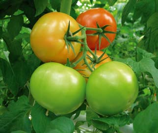 Guyana RZ wielkoowocowa odmiana dla najbardziej wymagających odbiorców w Warszawie Wiele gospodarstw specjalizujących się w uprawie pomidorów na wełnie mineralnej coraz większą uwagę przywiązuje do