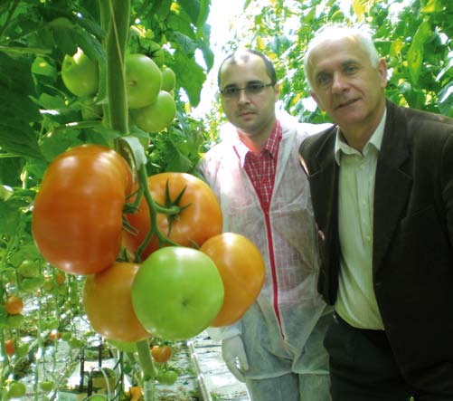W gospodarstwie Pana Tadeusza Bogdana EKO w Mielcu w sezonie 2007/2008 obok wiodącej i cenionej odmiany Camry postawiono na wielkoowocową odmianę Guyana (72-609 RZ) o masie owoców 220-240 gramów.