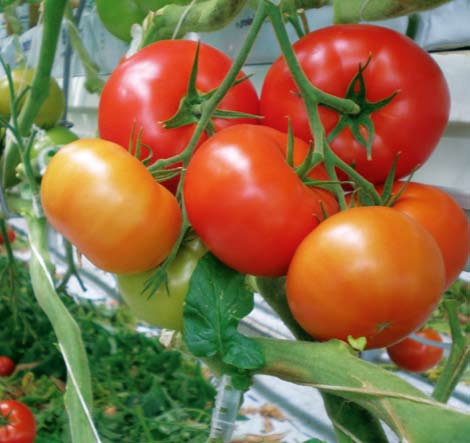 Pan Piotr Bil w uprawie Bogoty RZ Bogota RZ wczesność i wysoka wydajność Odmiana Bogota RZ jest z powodzeniem uprawiana od kilku lat i w wielu rejonach Polski jest standardem w segmencie pomidora