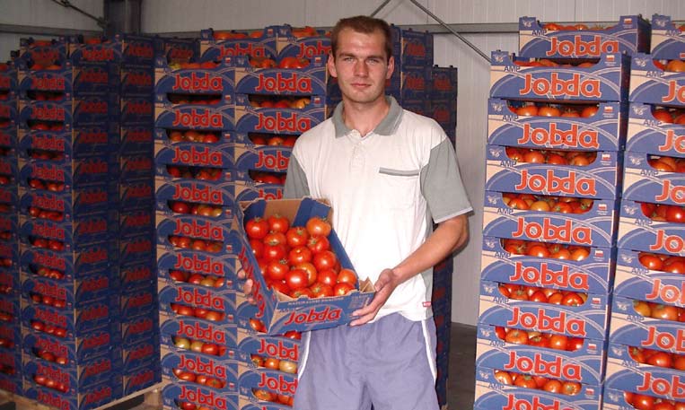 Bogota RZ pozwala zmniejszyć nakłady siły roboczej na zbiór i sortowanie Pan Paweł Jobda prezentuje owoce Bogoty RZ W sezonie 2007/2008 w rodzinnym gospodarstwie szklarniowym należącym do Państwa