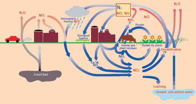Obieg azotu w rolnictwie Działalność człowieka powoduje znaczne zwiększenie ilości azotu krążącego pomiędzy światem organizmów żywych a glebą, wodami i atmosferą.
