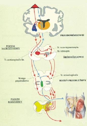Mechanizm zmian odruchowych wzrostu napięcia mięśni