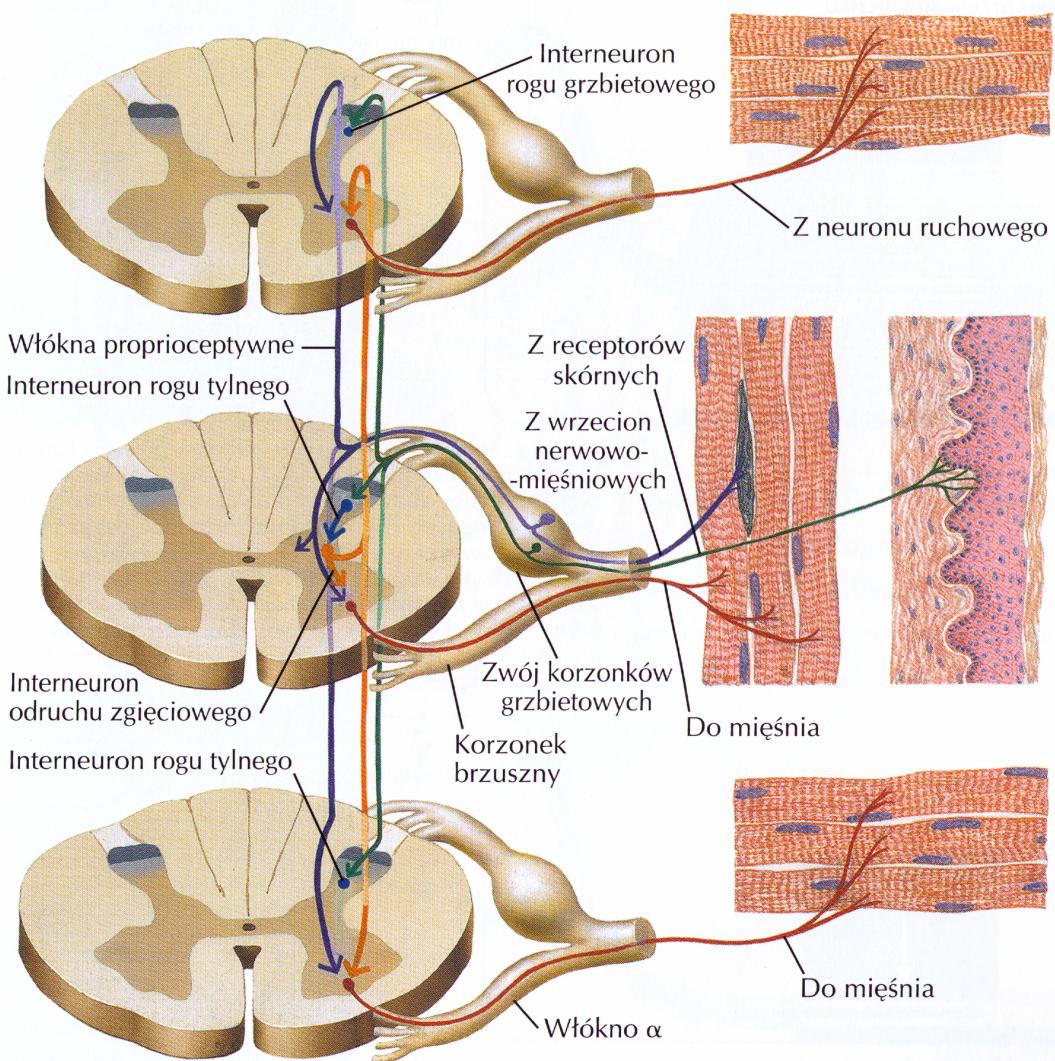 Wielosegmentowy mechanizm zmian odruchowych