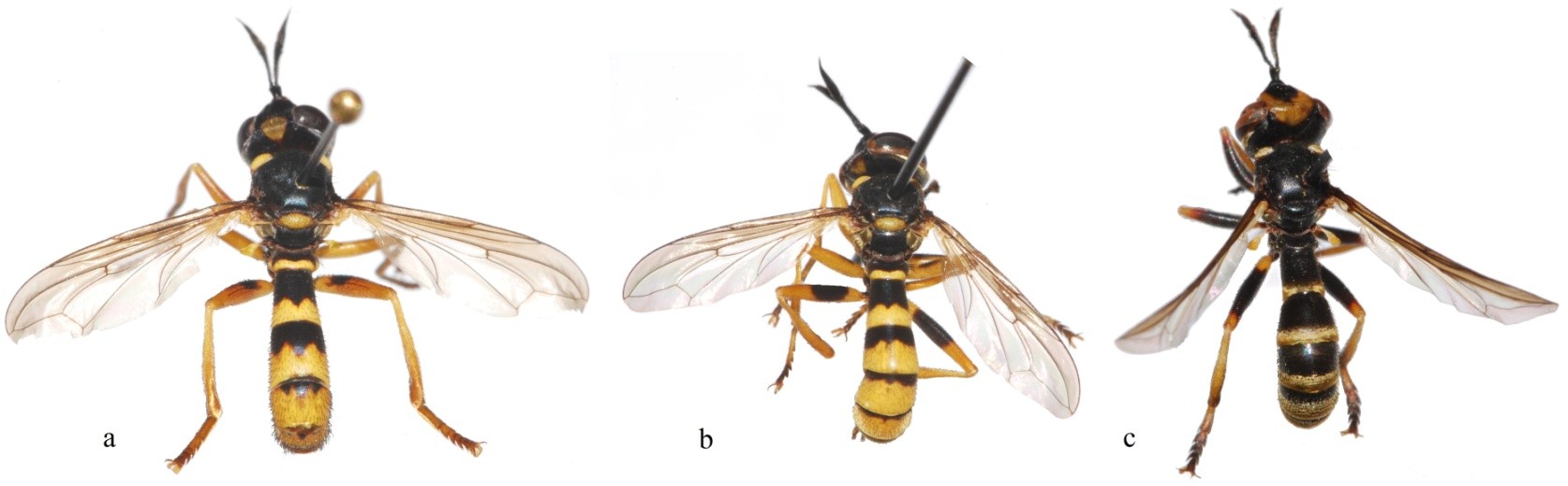The dominant group of flies visiting ivy flowers were hoverflies and the most numerous species were Eristalis pertinax, Eristalis tenax and Myathropa florea (20 collected specimens), which were